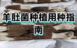 羊肚菌栽培方法到底有几种？