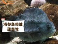 海参池养殖什么鱼