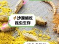 蝎子喂养吃什么饲料