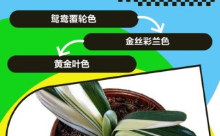 君子兰哪个品种最贵？