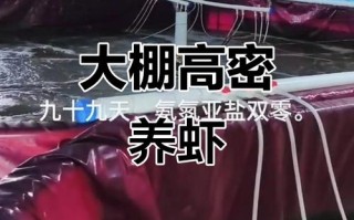 大棚南美白对虾新品种有何优势？