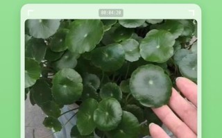 冬天铜钱草怎么养才不死？