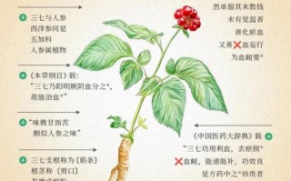 田七如何种植？图片与种植方法详解？