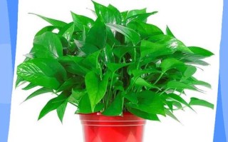 绿萝移栽有哪些关键技术要点？