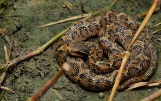 上海水产市场能买到蛇吗？