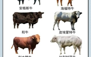 牛体型最大的品种是什么？