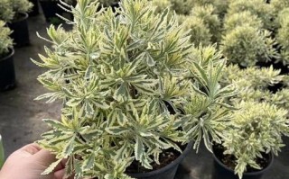 盆栽薰衣草哪些品种最耐寒？