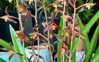 墨兰哪个品种花色最美？