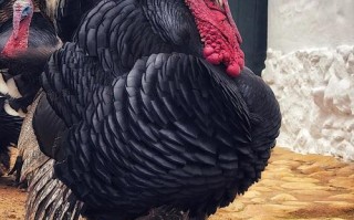 火鸡哪个品种最易养？