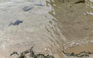 河面为什么不让养殖