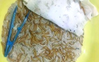 水产用黄粉虫，效果如何？