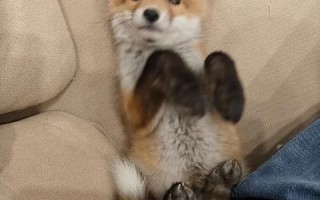 电视台如何讲解狐狸养殖方法？