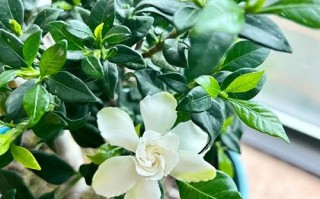 冬季栀子花怎么养才开花？