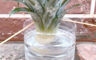 水养菠萝头怎么用牙签固定？