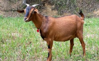 四川适合养什么羊品种？