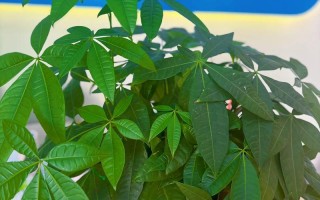 12枚叶子发财树是特定品种吗？