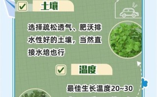 薄荷怎么养才能爆盆？