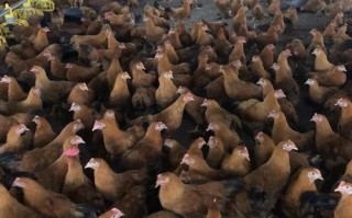 地方保护品种养殖如何突破发展瓶颈？