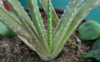 芦荟的品种图片大全配图