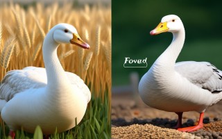 粮食鹅和饲料鹅有什么区别