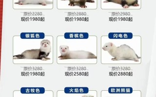 貂皮最新价格是多少