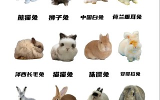 中国常见兔子品种有哪些？
