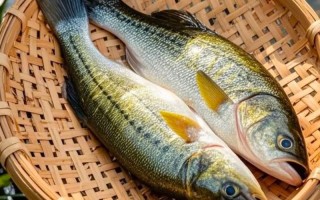 天津鲈鱼的价格是多少