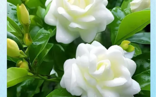 日本栀子花品种有哪些？