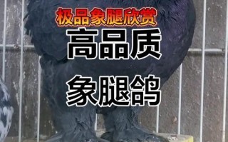 市场上的肉鸽都有哪些品种？