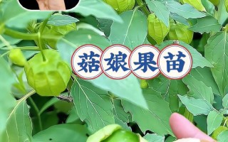 姑娘果怎么种？视频教你方法！