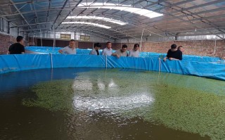 龙虾池可以养殖什么鱼