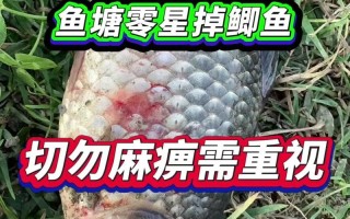 鲫鱼肠炎病如何快速诊断？