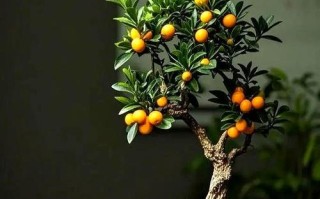 金桔盆栽品种怎么选？