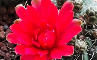 绯花玉什么品种开花多