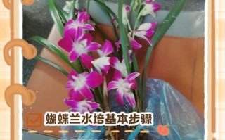 如何培育兰花新品种？
