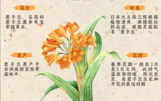 哪些君子兰品种更受欢迎？