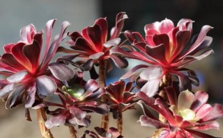 黑法师怎么繁殖？