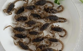 蝎子哪些品种是保护动物？