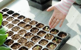 大青菜种子怎么种？步骤技巧有哪些？