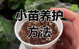 仙客来怎么浇水养殖方法