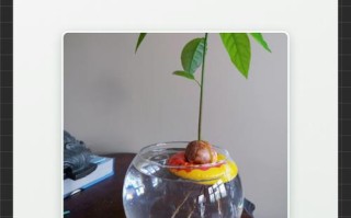 土培转水培最佳方法是什么？