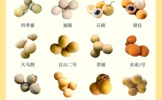 世界上最好的龙眼品种是哪个？