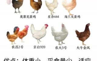 最纯的生蛋鸡有哪些品种