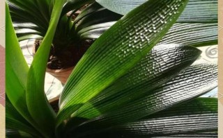 君子兰油匠品种的图片