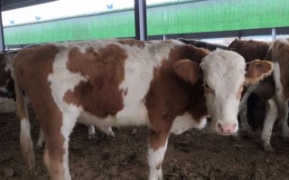 河南肉牛哪个品种最好？