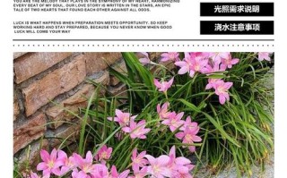 风雨兰种植土壤怎么选？