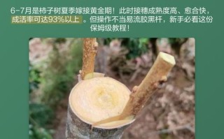 柿子树嫁接方法有哪些？图解步骤是怎样的？