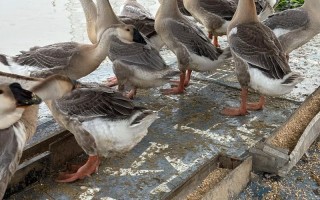 广东适合养殖的肉鹅品种有哪些？