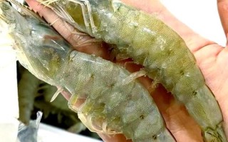 南美白对虾什么品种的好