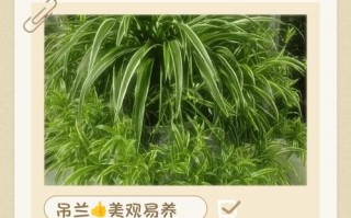 吊兰怎么种才茂盛？养护有哪些要注意？
